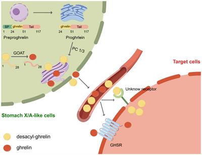 Therapeutic potential of ghrelin/GOAT/GHSR system in gastrointestinal disorders